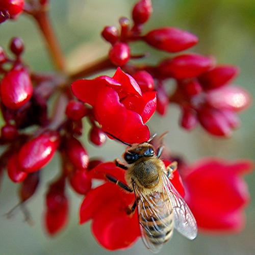 Lustrous Spicy Jatropha and a busy shiny-winged Honey Bee