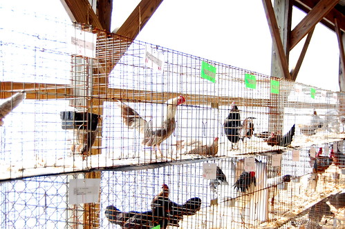 the poultry show