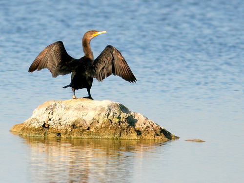 Double-crested Cormorant 20100403
