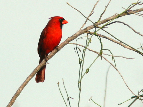 Northern Cardinal 20100403