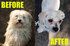 Maltese Before & After