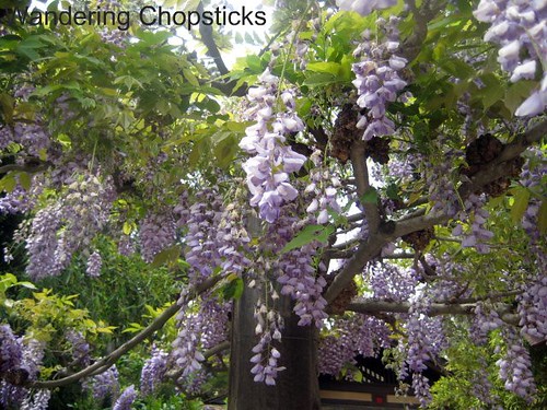 The Huntington Library, Art Collections, and Botanical Gardens (Japanese Garden) (Spring) - San Marino 6