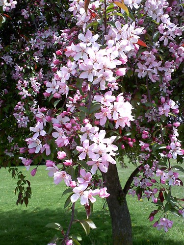 The Crabapple Tree, Spring 2010