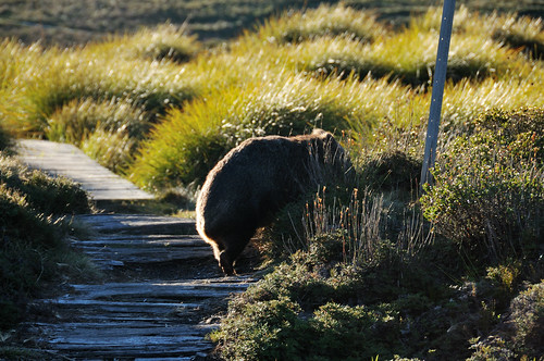 Cradle Mountain - Wombat