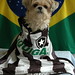 Zelda e a camisa do Botafogo F.R.