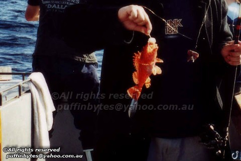 Eastern Red Scorpionfish - Scorpaena cardinalis
