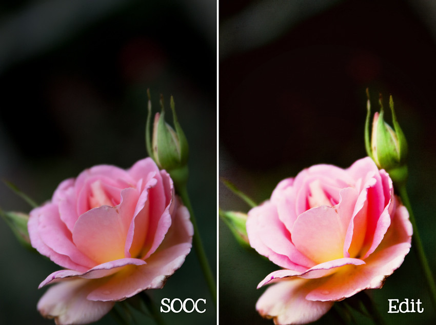 Rose Garden Before and After