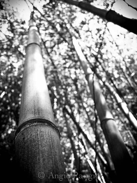 Looking up bamboo