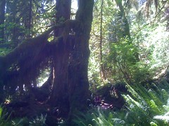 in the Hoh Rain Forest