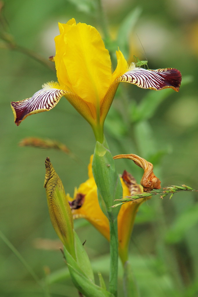 Iris variegata (48°50' N 15°53' E)