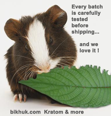Kratom  bikhuk guinea pig kratom test picture photo bild