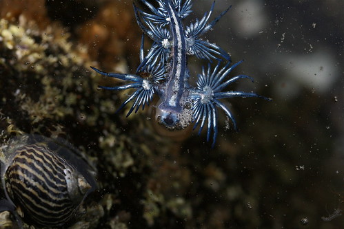 blue sea slug. atlanticus (lue sea slug)