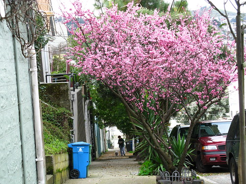 The purple-leaf flowering plum (Prunus cerasifera); SF's most common street tree.