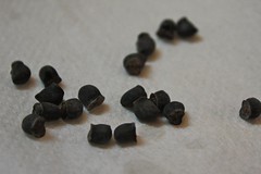 Collected Cerinthe Seeds