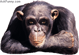 Features Added... 1530-animal-ape-wink-and-thumbs-up