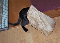 Cat's in the bag