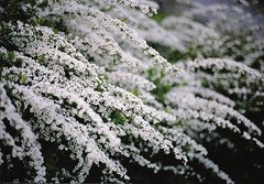雪柳 Snow willow