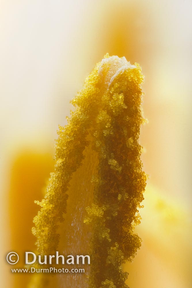 pollen covered anther filament