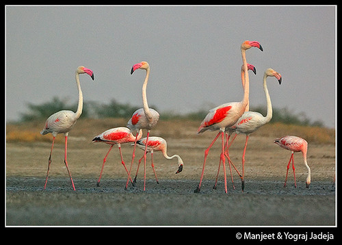 Greater and Lesser Flamingoes