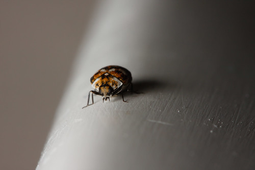 common carpet beetle. Carpet beetle