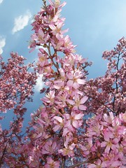 Weeping Cherry - March 29, 2010