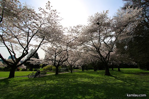 Cherry Blossoms at Stanley Park