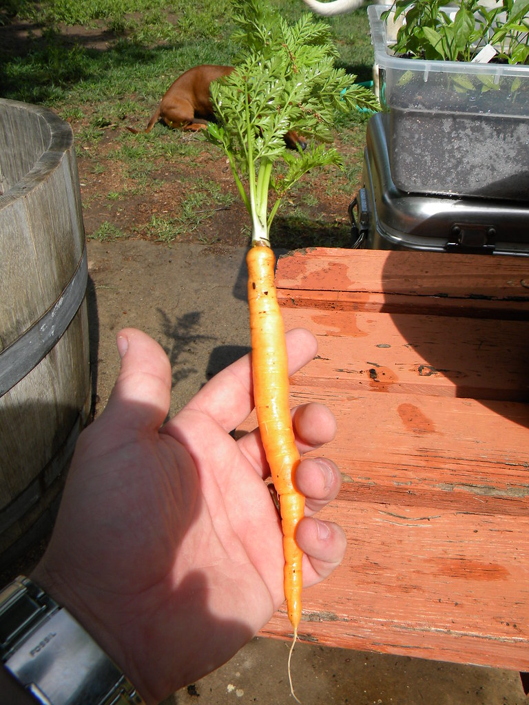 Our First Home Grown Carrot