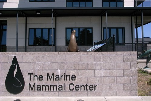 Volunteering at The Marine Mammal Center