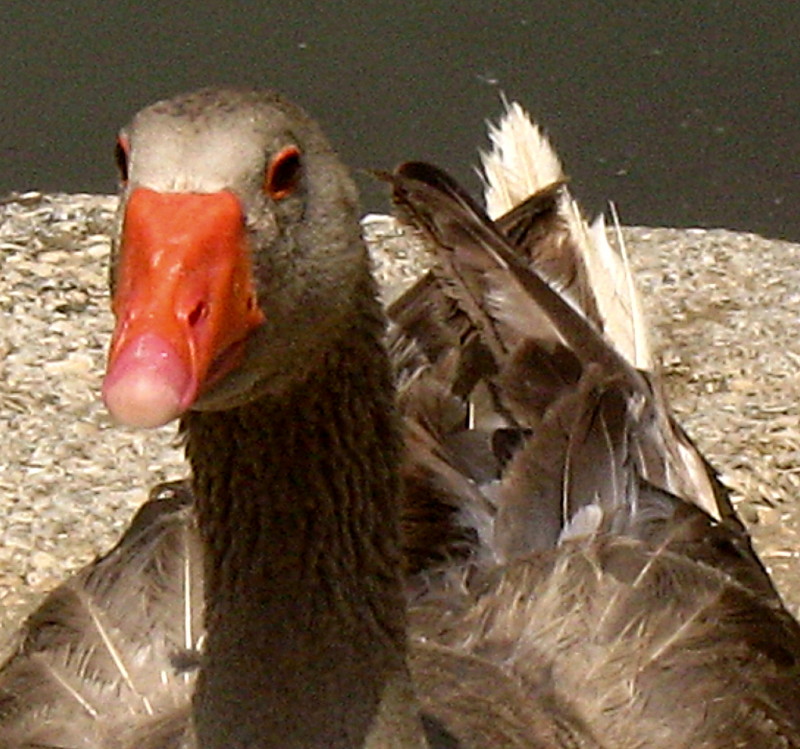 01-05-2010-duck3