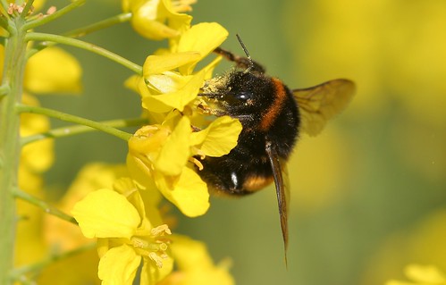Bumble Bee by Deanster1983, on Flickr
