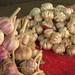 Allium sativum (Garlic) in Samarkand Markets