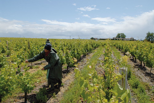 Relevage de la vigne dans le vignoble de Sauternes - Graves et Sauternes - Aquitaine