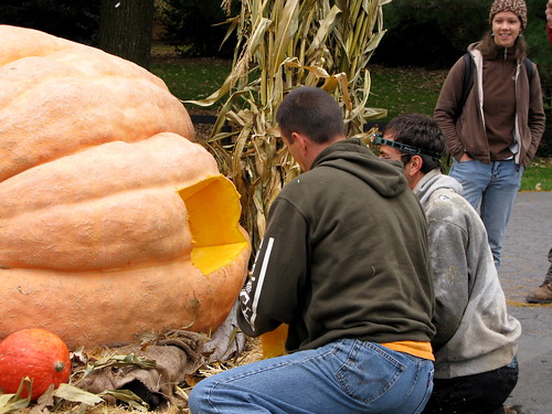 Giant Pumpkin Seed Harvesting