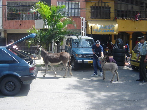 El 24 de diciembre al mediodía, una burra y su cría fueron rescatados por la Policía Ambiental de Medellín. Los cuadrúpedos fueron avistados por Vanesa Uribe, vecina del barrio Calasanz, cuando caminaban por la calle Colombia.