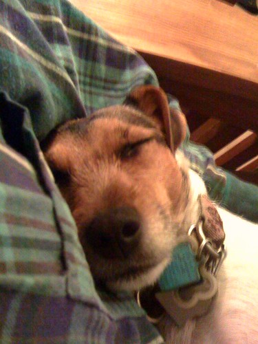 A tired Jack Russell is a good Jack Russell