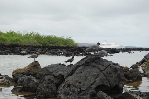 Galapagos lava gull