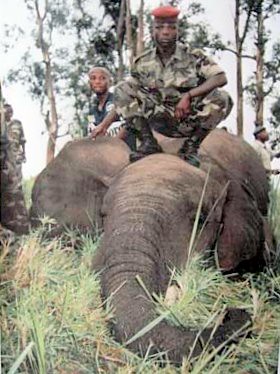 Elephant from Virunga National Park killed in the post-war period outside of Goma by Congolese military.