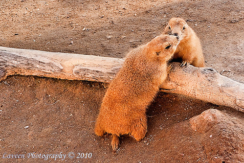 Prairie Dog Love (What Captain and Tennille Would Have Sung)