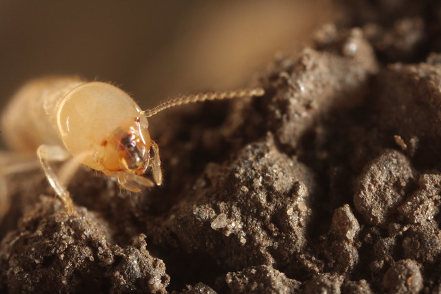 Eastern subterranean termite (Reticulitermes flavipes)