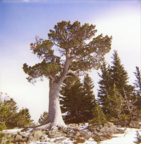 Boundary Pine polaroid