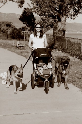 stroller dogs