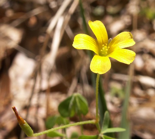 Five-Petaled Yellow Flower, Species TBD