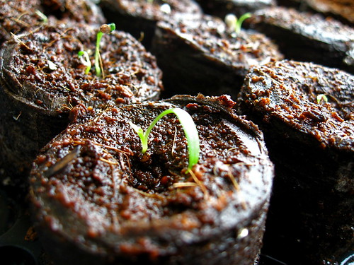 Toad lily seedlings