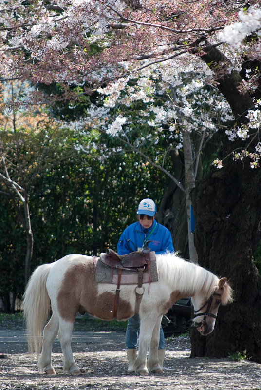 sakura-horse_8175