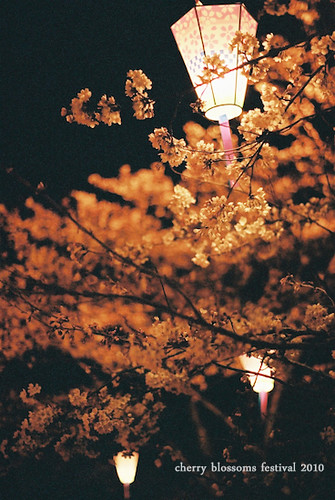 夜桜　1