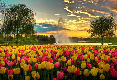 無料写真素材|花・植物|チューリップ|朝焼け・夕焼け|花畑|噴水|風景アメリカ合衆国