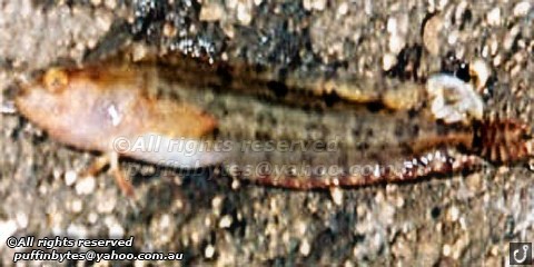 Common Weedfish - Heteroclinus perspicillatus