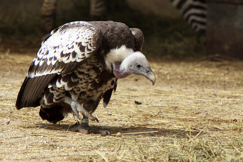 Stalking Vulture