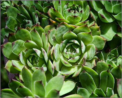 Sherry's hen & chicks (by Silver Image)