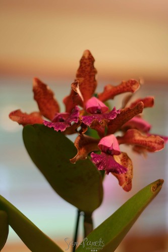 Orchids in Miami